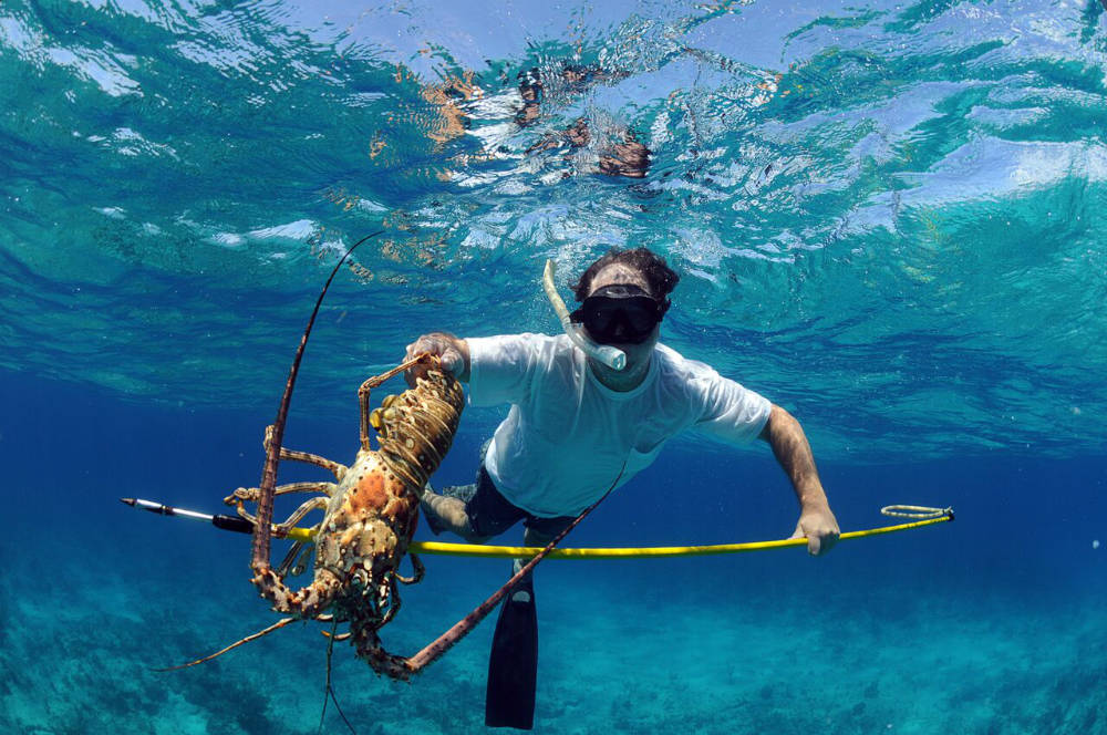 fijicharterspearfishinglobster • Big Blue Fiji