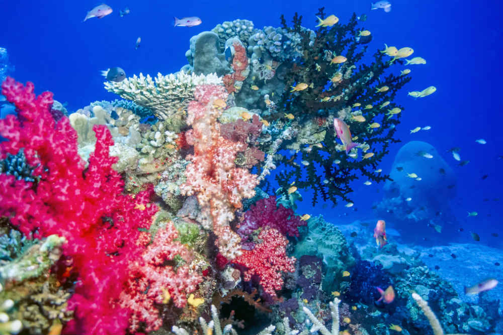 fiji-charter-diving-coral-reef-CMP • Big Blue Fiji