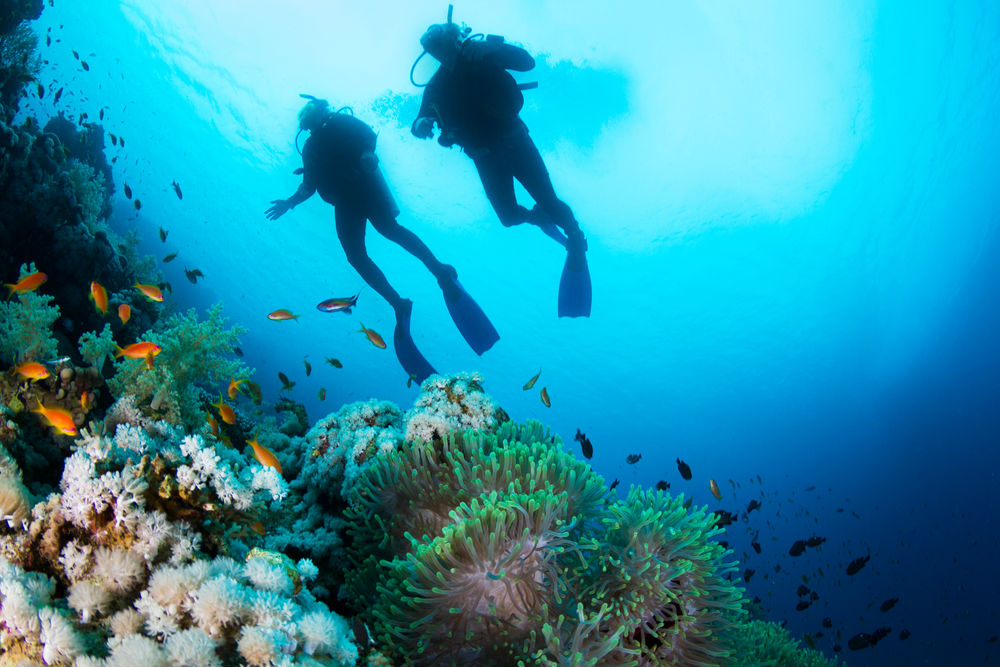 fiji-charter-diving-coral-reef-fish copy • Big Blue Fiji