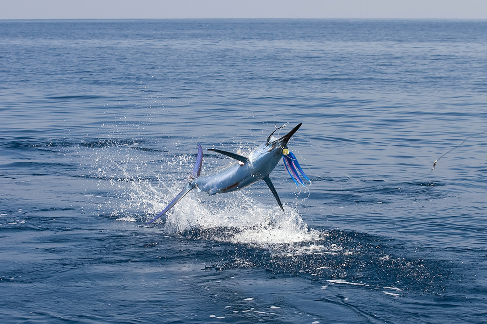 fiji-charter-gamefishing • Big Blue Fiji