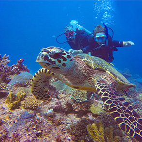 Fiji liveaboard diving charter turtle