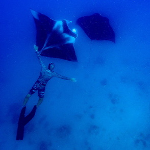 Fiji liveaboard charters manta rays