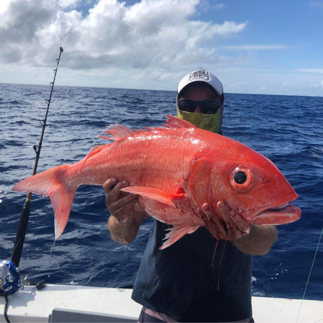 Snapper fish caught from deep drop fishing technique