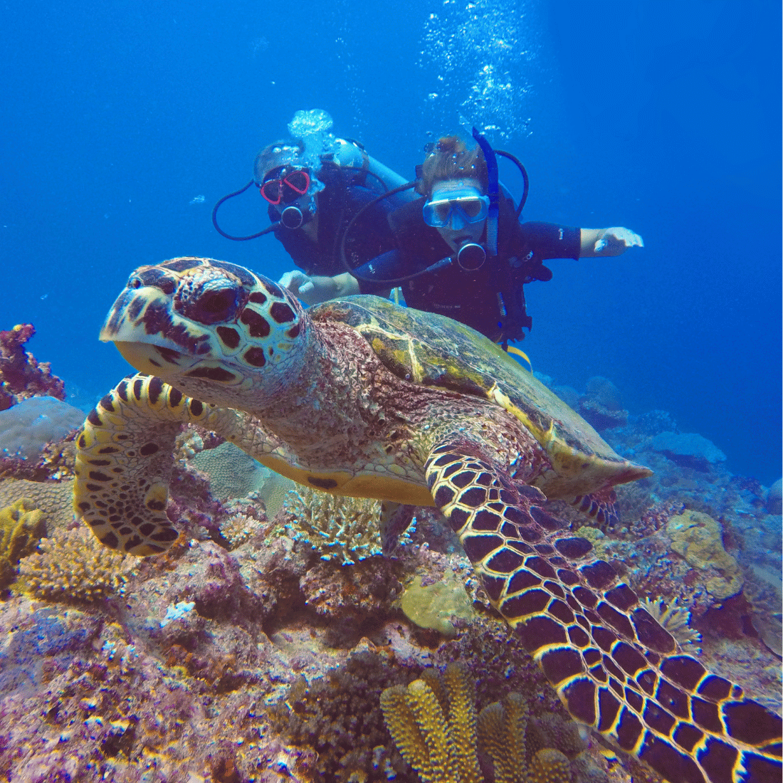 Coral reef with diverse marine species in Fiji